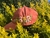 Gorra Leonor en internet