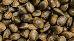 Banner de la categoría Semillas