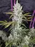 GIRL SCOUT COOKIES AUTO X3 - FAST BUDS en internet