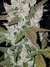GIRL SCOUT COOKIES AUTO X3 - FAST BUDS - comprar online