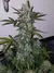 Imagen de GIRL SCOUT COOKIES AUTO X3 - FAST BUDS