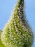 BRUCE BANNER AUTO X4 (3+1) - SWEET SEEDS - comprar online