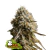 WEDDING GLUE AUTO X3 - SEED STOCKERS