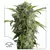 AUTO DAIQUIRI LIME X3 - DUTCH PASSION