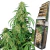 CALAMITY JANE AUTO X3 - BUDDHA SEEDS