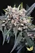 AUTO WAPPA X3 - PARADISE SEEDS - comprar online