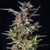 Imagen de WATERMELON AUTO X3 - ROYAL QUEEN SEEDS