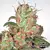 AUTO ACID X3 - PARADISE SEEDS - Pigcrazygrowshop