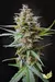 AUTO ACID X3 - PARADISE SEEDS en internet