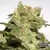 AUTO JACK X3 - PARADISE SEEDS - comprar online