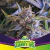PINEAPPLE LARRY OG X4 - BSF SEEDS