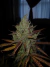 NORTHERN AK 47 X3 - MR SMILE - comprar online