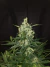 Mr. SMILE KUSH X3 - MR SMILE