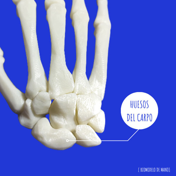 OSTEO