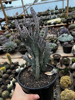 cactos coral (pote14)