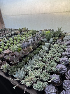 50 mudas sortidas (pote7)