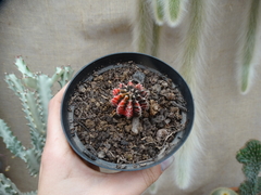 GYMNOCALYCIUM VARIEGATA (POTE11) - comprar online