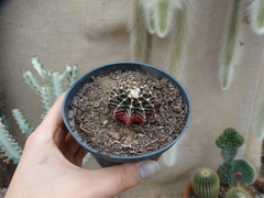 GYMNOCALYCIUM VARIEGATA (POTE11)