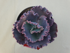 echeveria gorgon's grotto (POTE11)