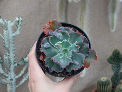 echeveria virginia lee (pote11)