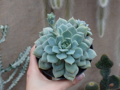 Echeveria Van Breen (Pote11)