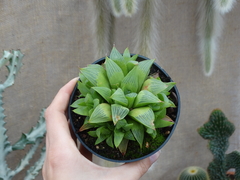 haworthia retusa multilineata (pote11)