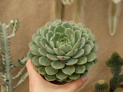 Echeveria Ben Badis (pote11)