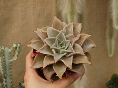 ECHEVERIA MADIBA (POTE11)