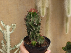 euphorbia polygona (pote11)