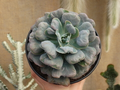 echeveria hearts delight (pote14)