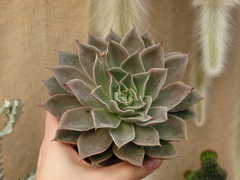 ECHEVERIA HIBRIDA (POTE11)