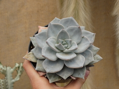 ECHEVERIA PEACOCKII HIBRIDA (POTE11)
