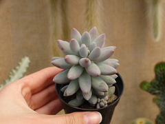 pachyphytum rzedowski (pote9)