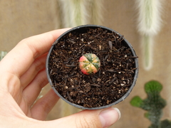 Astrophytum Asterias Variegatas (POTE7)