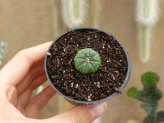 Astrophytum Asteria (POTE7)