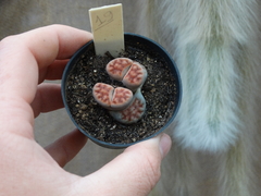 lithops 19 (pote7) - comprar online