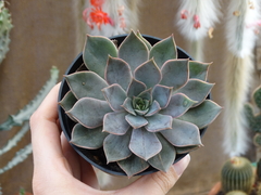 echeveria mensa (pote11)