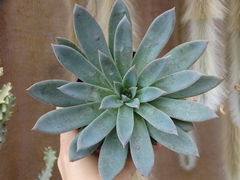 Echeveria X Colorata (pote11)