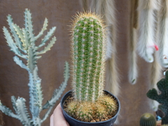 Haageocereus Pseudomelanostele (pote9)