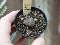 Lithops 29 (pote7)