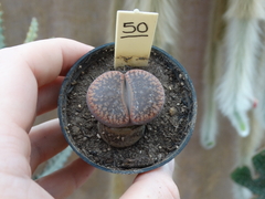lithops 50 (pote7)
