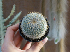 Mammillaria Parkinsonii 13 (pote7)