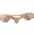 Anel Companheiro - 14,0x2,9 - Sensually Sexshop - Compre online - Embalagem discreta!