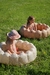 Piscina Pequena Cereja - comprar online