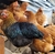 MAPLE DE HUEVOS DE GALLINAS LIBRES PASTORILES - IKIGAI TIENDA