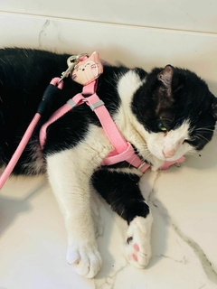 Imagen de Pretal + Correa con Peluche