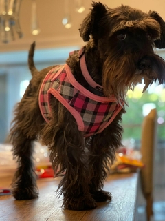 Pretal Escoses - PARA PERROS Y GATOS 