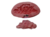 Molde de Silicone - Flor Rosa 5cm (BL0173)