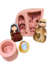 Imagem do Molde de Silicone - Kit Sagrada Família Presépio Fofinho - com 03 - BL 1330