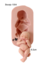 Molde de Silicone - Bebê Bocejo Baby Lu 6,5cm - comprar online